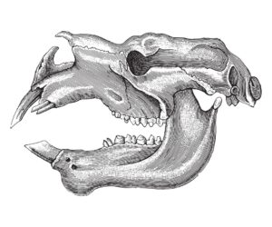 Hunters Or Fossil Collectors? Rethinking The Human Role In Australia’s Megafauna Extinction
