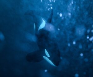Videos show orcas hunting great white sharks, eating their livers