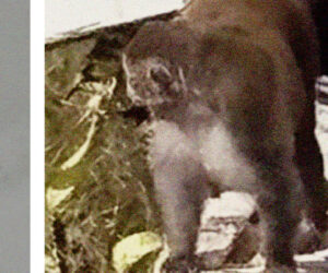 Mississippi preacher shoots one of last lab monkeys that escaped a truck crash