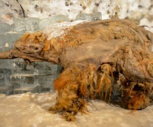 Ancient RNA offers a snapshot of a mammoth’s life 39,000 years ago