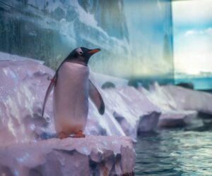 Penguin living conditions at London aquarium stir icy response from protesters