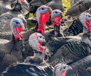 Turkey prices hold steady for Thanksgiving shoppers despite surge in bird flu