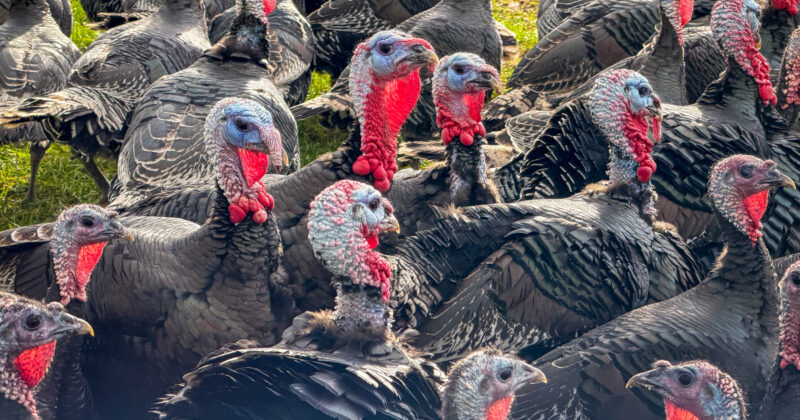 Turkey prices hold steady for Thanksgiving shoppers despite surge in bird flu