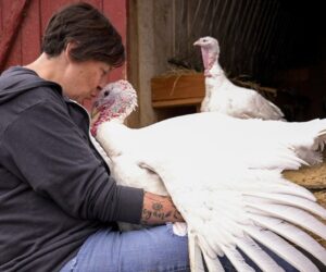 At this Tennessee farm, guests are gobbling up the chance to cuddle with turkeys