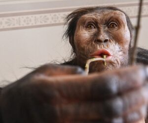 Mystery foot suggests a second early human relative lived alongside Lucy