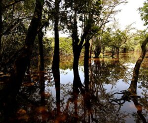 Ecuador’s Constitution Protects Nature. Now That’s at Risk
