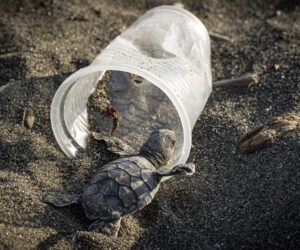 How Much Plastic Kills a Sea Turtle?