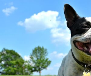 The Climate Impact of Owning a Dog