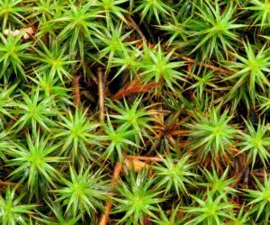 Moss Can Survive the Harsh Conditions of Space