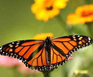 Trump Plans to Weaken the Endangered Species Act