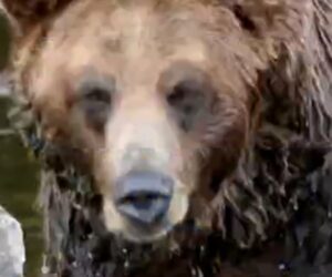 Grizzly bear attacks school group in Canada