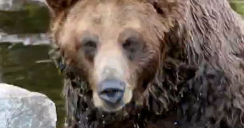 Grizzly bear attacks school group in Canada