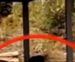 Final monkey captured after Mississippi crash