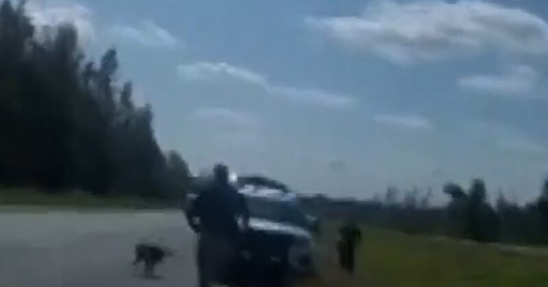 New bodycam video of escaped Mississippi monkeys