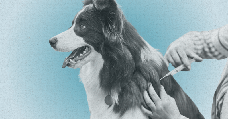 Here’s Why Fewer People Are Vaccinating Their Pets