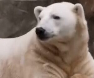 Animals in Brookfield Zoo enjoy the season’s first snow