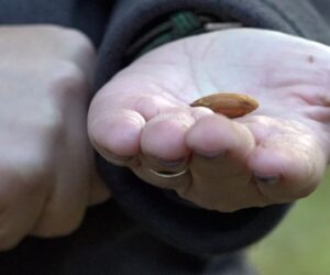 California farmers push back on Prop 50 redistricting plan