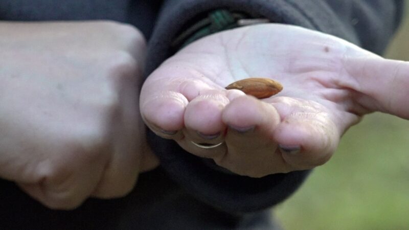 California farmers push back on Prop 50 redistricting plan