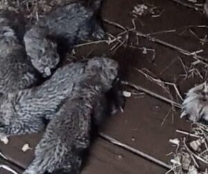 National Zoo’s Cheetah Cub Cam returns with new babies