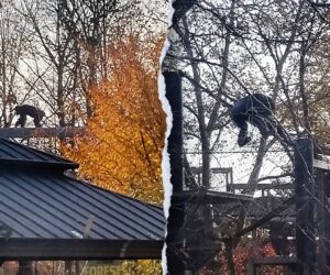 Female chimpanzee escapes from her Indianapolis Zoo enclosure, safely returned