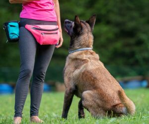 Diabetic alert dogs detect blood sugar changes before glucose monitors