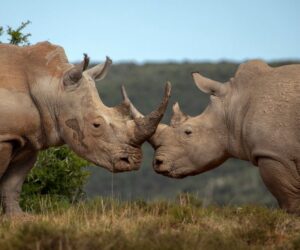 When the Rule of Law Defends the Environment