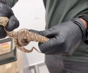 Man caught smuggling 186 exotic animals in suitcase at airport, authorities say