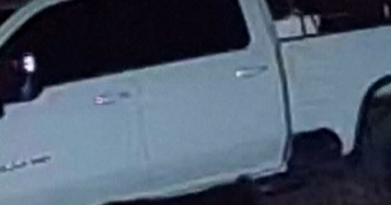 Black bear caught walking off with man’s new chainsaw