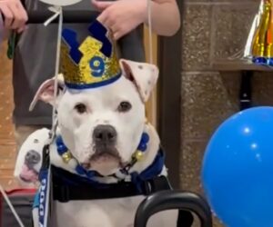 Students celebrate deaf therapy dog’s 9th birthday