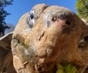 Gramma the Galápagos tortoise dies at around 141