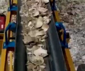 New Jersey creates reefs from recycled oyster shells