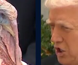 Trump pardons Gobble the turkey ahead of Thanksgiving