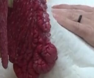 Colorado animal sanctuary lets you sponsor a turkey