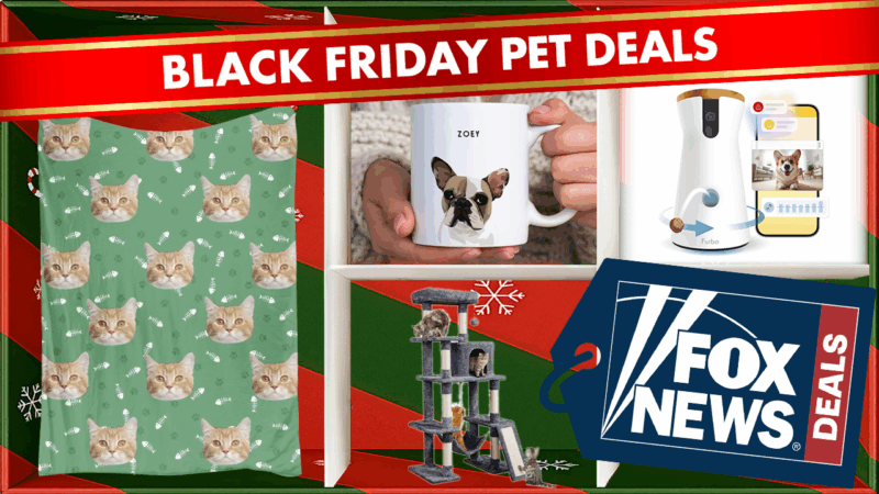 Pet owners (and their furry friends) will love these Black Friday deals — litter boxes, cute mugs and more