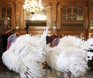 Watch live: Trump 2025 turkey pardon