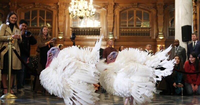 Watch live: Trump 2025 turkey pardon