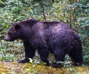 Teachers fight off grizzly bear attacking students in British Columbia: ‘Heroes’