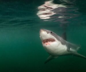 Pictures of the Year from National Geographic include stunning shark encounter