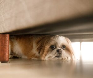 Dogs shoot owner, start house fire in Pennsylvania and North Carolina