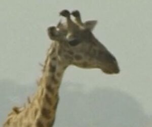 Maasai leader files lawsuit over luxury safari camp