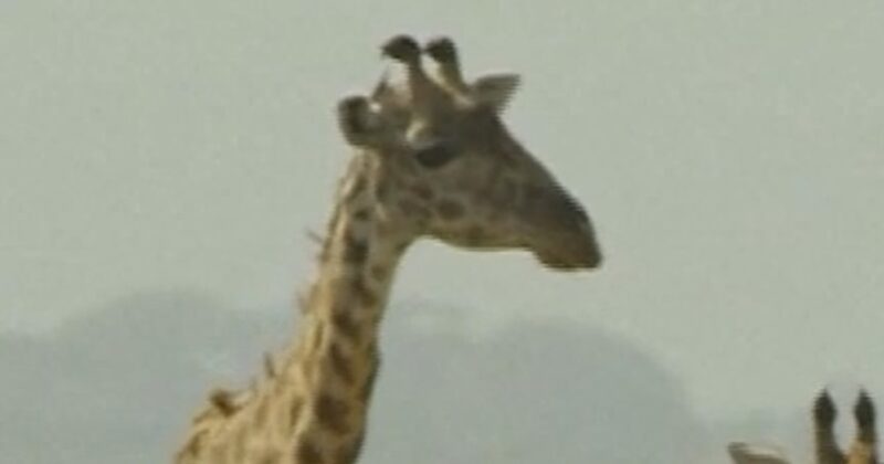 Maasai leader files lawsuit over luxury safari camp