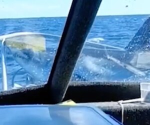 Viral video shows shark leaping from water onto fishing boat in New Zealand