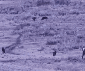 Man cited by Yellowstone rangers for approaching wolf pack, spraying substance