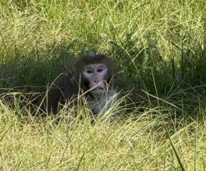 One of 3 escaped research monkeys found in Mississippi after truck crash