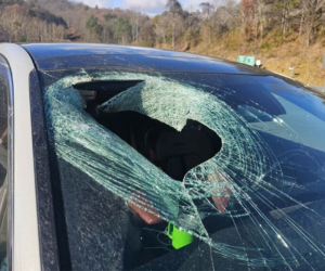 Bald eagle drops cat carcass onto driver’s windshield in bizarre incident