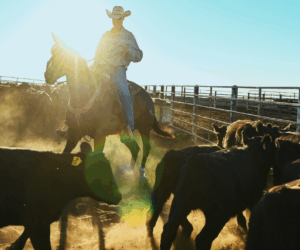 America’s smallest herd in decades is in part driving up beef prices