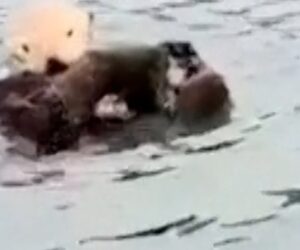 Baby sea otter reunites with mom after long search