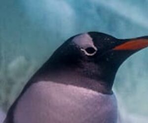 Campaign to move penguins ‘trapped’ in London aquarium basement