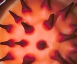 Botanist grows emotional after finding rare flower