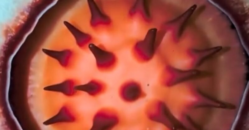 Botanist grows emotional after finding rare flower